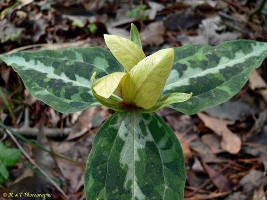 {Trillium decipiens}